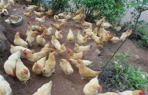 假母鸡因饲料不当、管理不善致，预防需科学饲养、严格管理