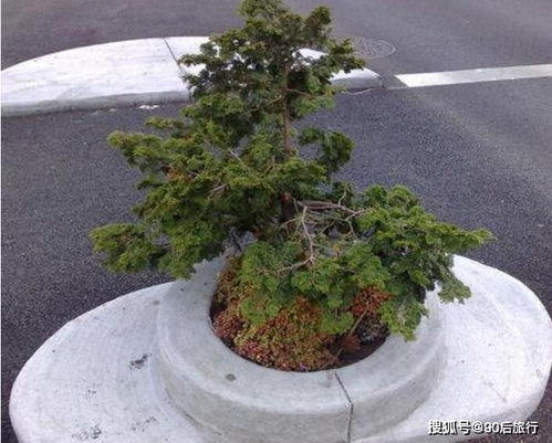 小小jiege 2017-01-29 · 超过38用户采纳过TA的回答  回答量:256  采纳率:0%  帮助的人:19.6万  展开全bu  株行距按照2x3米左右为宜，亩栽111株。3-5年左右出售大苗。