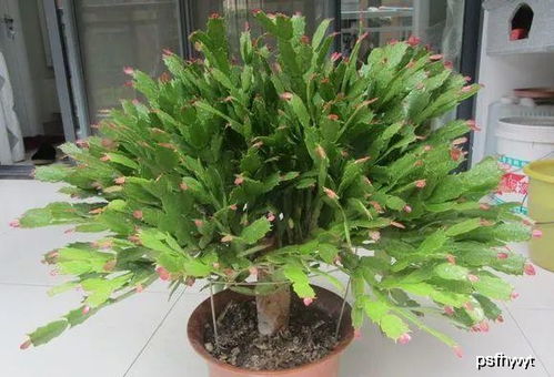 品种选择，要慎重啊！