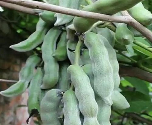 龙陵紫皮蒜无公害栽培技术，关注蒜农健康与生态平衡