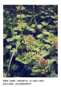 哈尔滨的阶梯式混种法