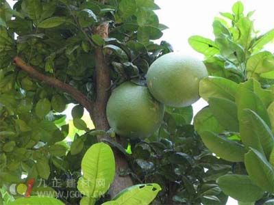 修剪不到位，树苗长不好