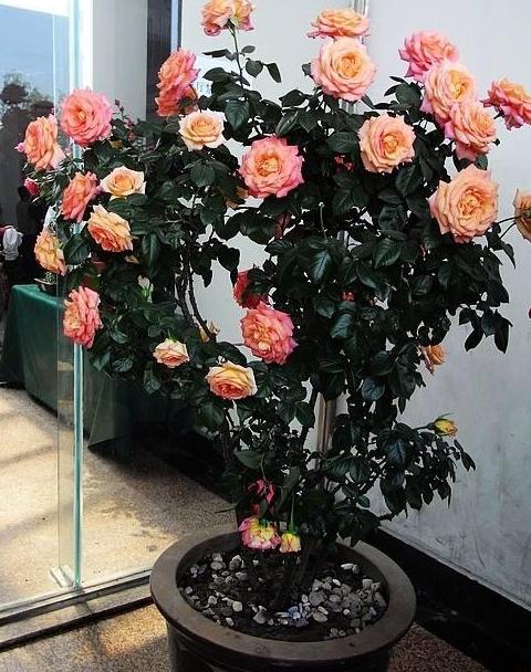 盆栽月季的秘密， 你也得懂