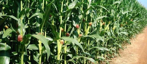 玉米非草本非木本，独特花卉新宠