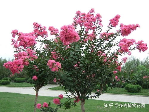 百日红一般在什么时候发芽开花？种植百日红需要注意哪些时间和方法