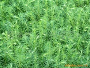 杉木树苗的价格，你想知道多少？