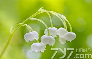 天真纯洁：铃兰的深层含义