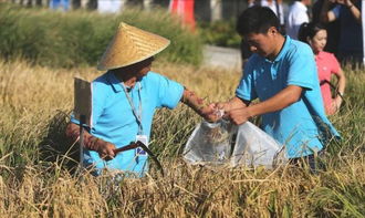 牛粪垫底，秸秆夹心