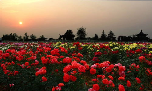 土壤选择， 扦插无忧