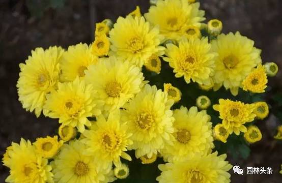 菊花：色彩斑斓，迎风怒放