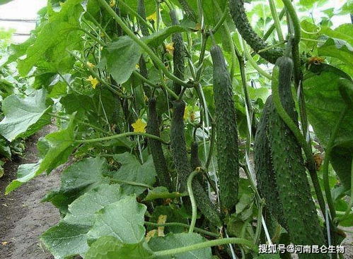 黄瓜开花期， 肥料要“甜蜜蜜”