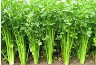 芹菜栽种要点有哪些？如何让它们茁壮成长