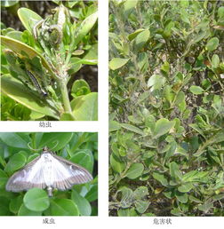 2. 防治方法大揭秘