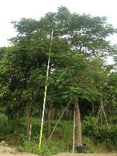 惠州花木市场探秘之旅