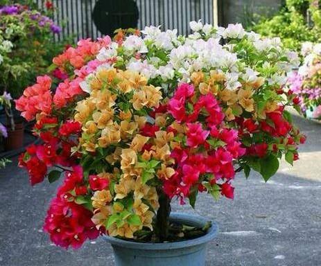 三角梅、 茉莉、蓝雪花，耐热三剑客