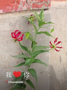 1. 鲜艳多彩的扶桑花
