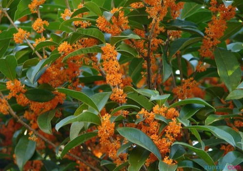 缅桂花树育苗方法：揭秘过程