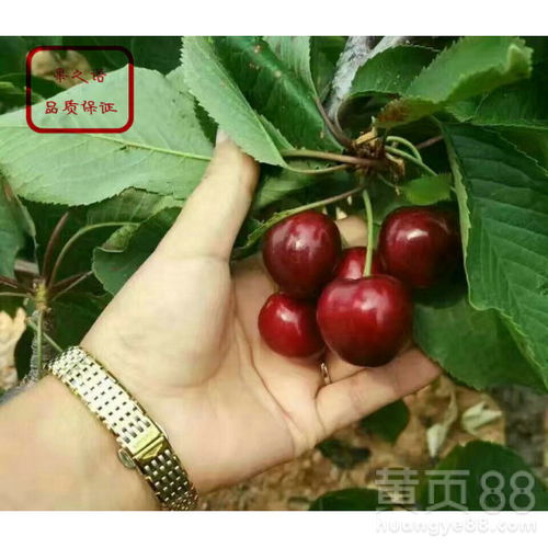 樱桃核育苗全流程解析中，如何提高樱桃籽发芽率和成活率