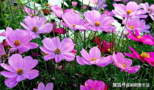 撒太多种子的影响