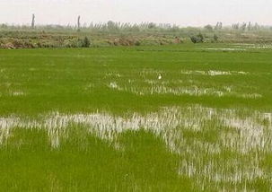 水份管理， 就像给艾草喂奶