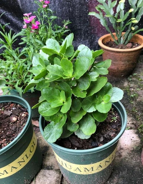 多菌灵， 杀菌消毒