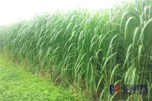 养殖与牧草的完美结合