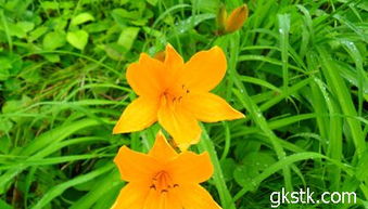 萱草非黄花菜，花型叶色大不同