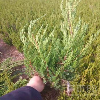 小龙柏的美观与用途