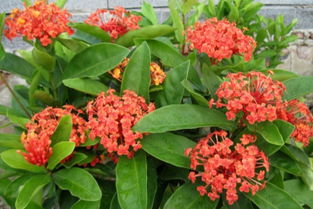 四、 种植花卉的注意事项