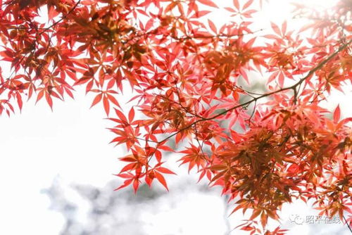 我国枫树品种众多， 颜色变化各异