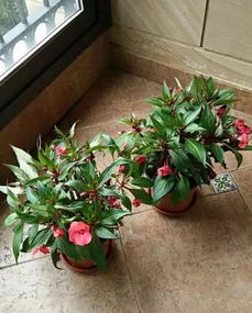 草本植物， 耐寒不耐热的小秘密