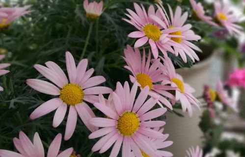 种花就像养孩子， 越精细越娇气