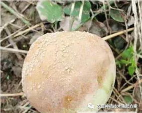 果树病害， 多菌灵来帮忙