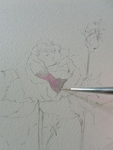 玫瑰花修剪的时机和方式