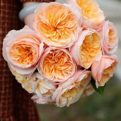 春日南阳月季花海