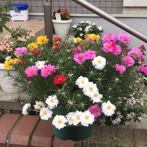 “适合家庭养护的花有哪些？这些既美观又好养的花卉