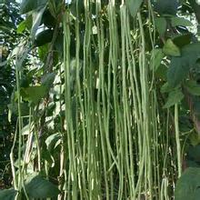 成武豆角通货，每斤售价1元