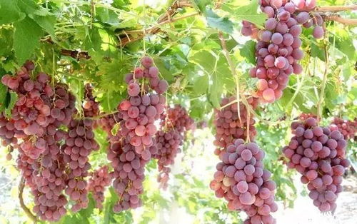 除草剂杀灭范围广