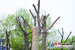 夏天种植的注意事项：香樟树移植的要点