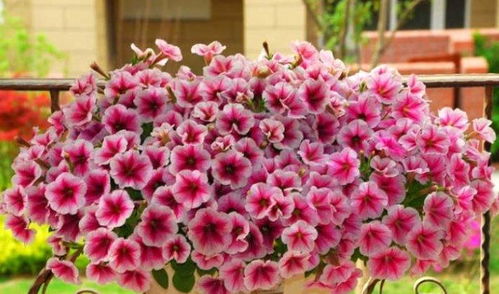 这些品种谨慎选择