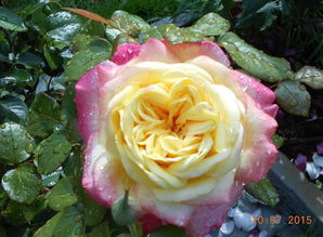 月季花的魅力与适应性