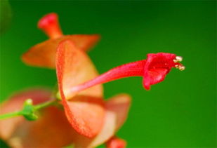 防虫害，定期修剪