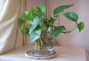 水培绿萝最佳扦插期及生根时间揭秘！