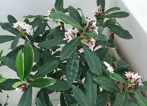 金边瑞香花期揭秘：一年能开几次花