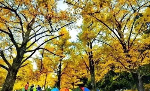 橡树四季之美，你见过吗？