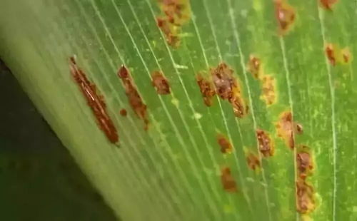 除了三唑酮，还有别的办法吗？