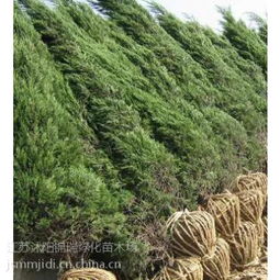 探寻塔柏价格：15米高塔柏与1米高塔柏的奥秘