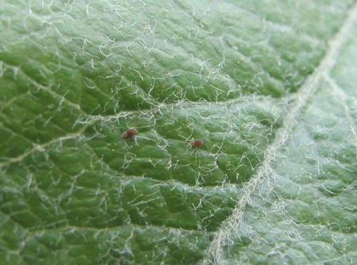 害虫高发期：联合用药geng有效