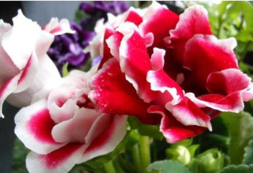 探索半阴花草， 美化庭院角落