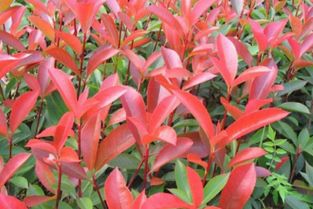 红叶石楠种植那些事儿